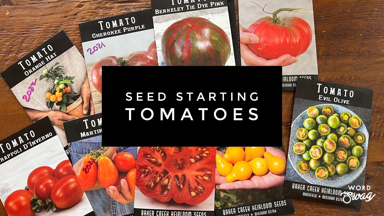 Seed Starting Tomatoes