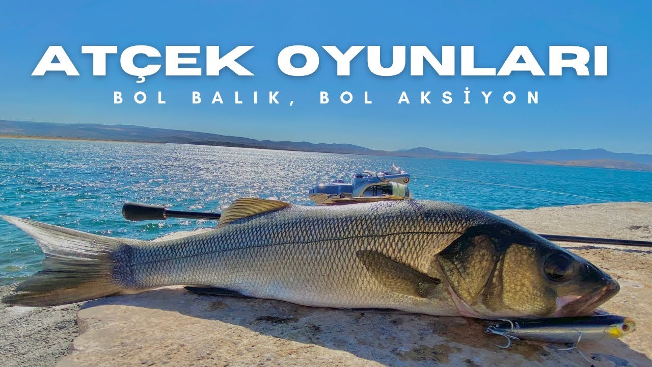 Bol Balık, Bol Aksiyon! Kıyıdan Su Üstü Levrek Avı.
