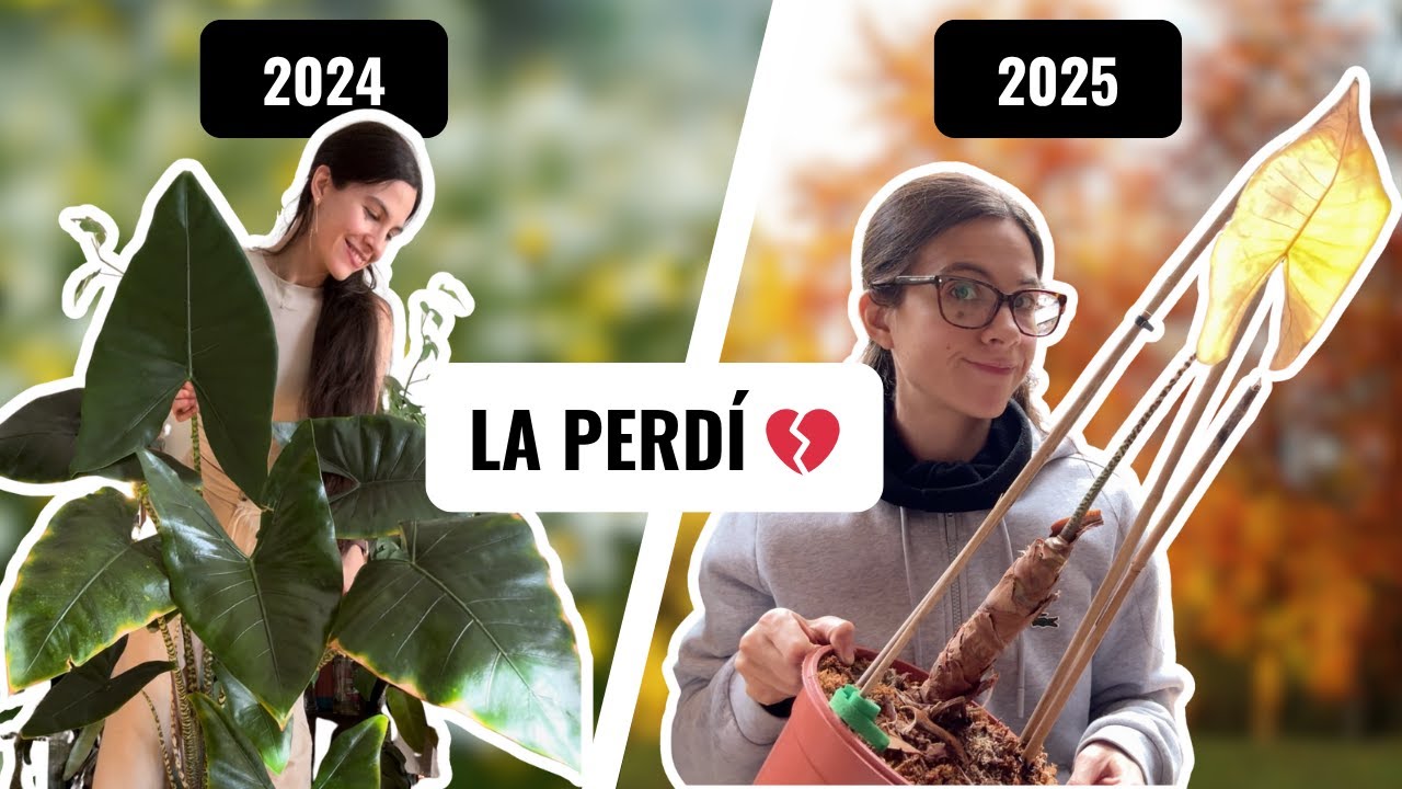 Así intento recuperar mi ALOCASIA Zebrina después de perderla 💔