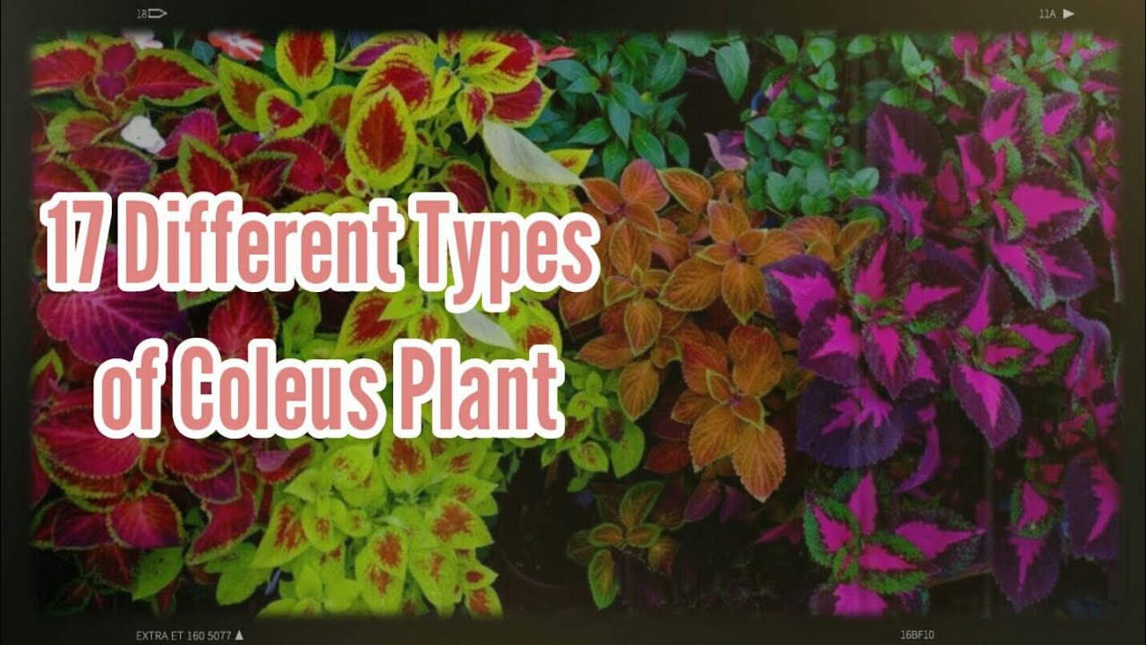 17 DIFFERENT TYPES OF COLEUS PLANTS | COLEUS PLANT VAROETIES