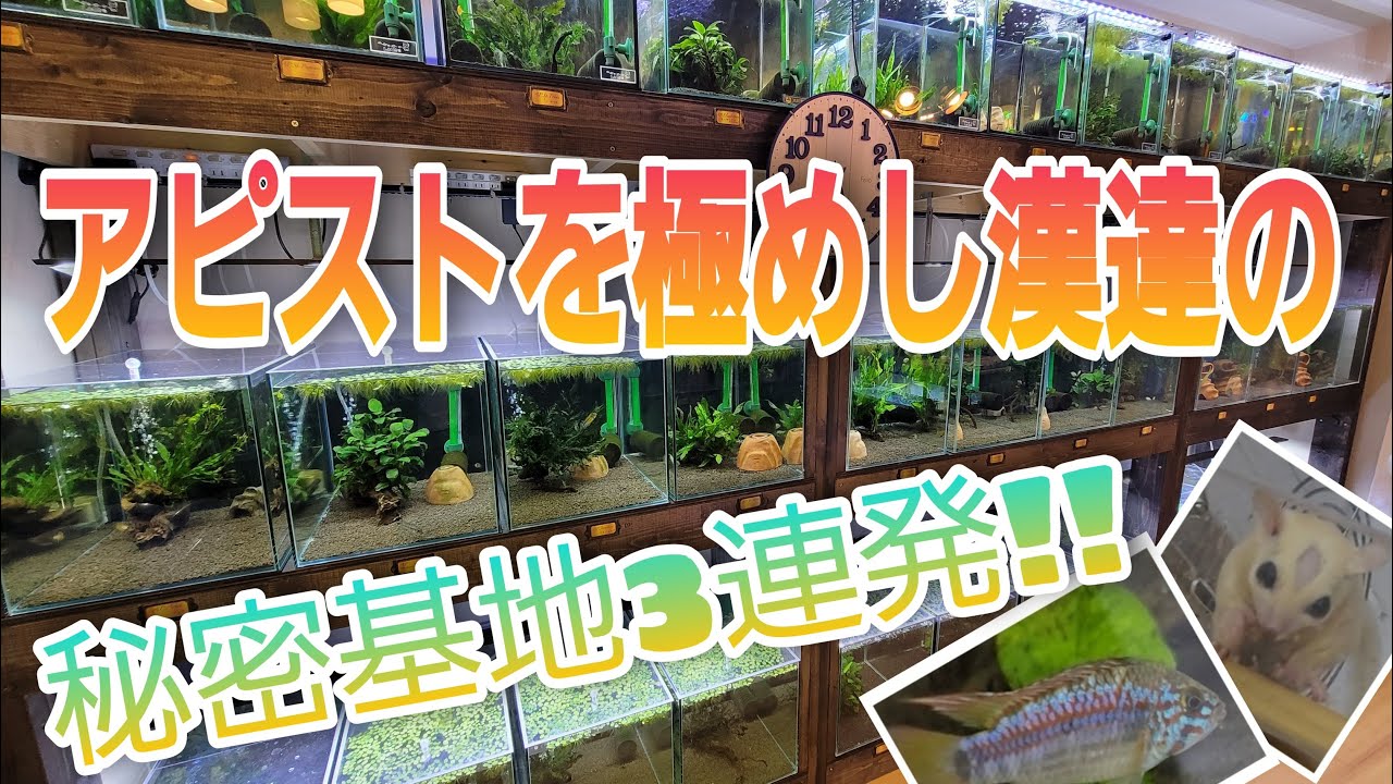 アピストを極めし漢達の水槽部屋３連発‼　ルームツアー　aquarium　アクアリウム　アピストグラマ　レオパ　フクロモモンガ　カメ　熱帯魚　爬虫類　カメレオン