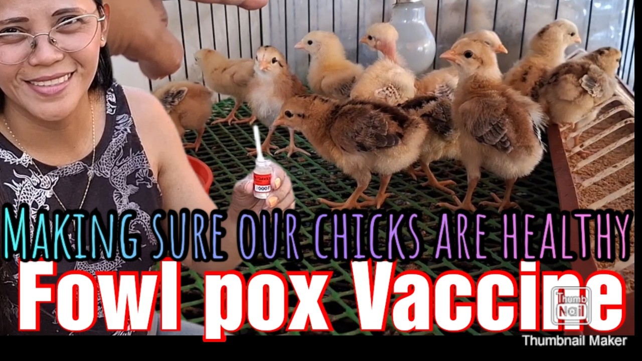 VACCINE DAY ng mga alagang sisiw.