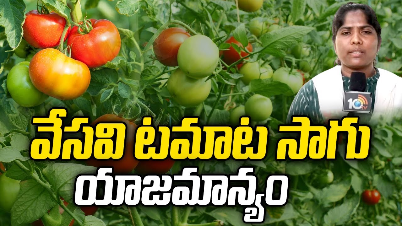 Tomato Farming In Summer | వేసవి టమాట సాగు - యాజమాన్యం | Matti Manishi | 10TV News