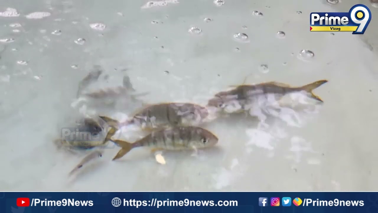సముద్ర జీవవైవిధ్యంపై దృష్టి… సీఎంఎఫ్‌ఆర్‌ఐలో కేంద్ర బృందం సమీక్ష | Prime9 Vizag