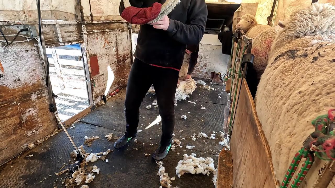Shearing Run In East Idaho Winter 2023