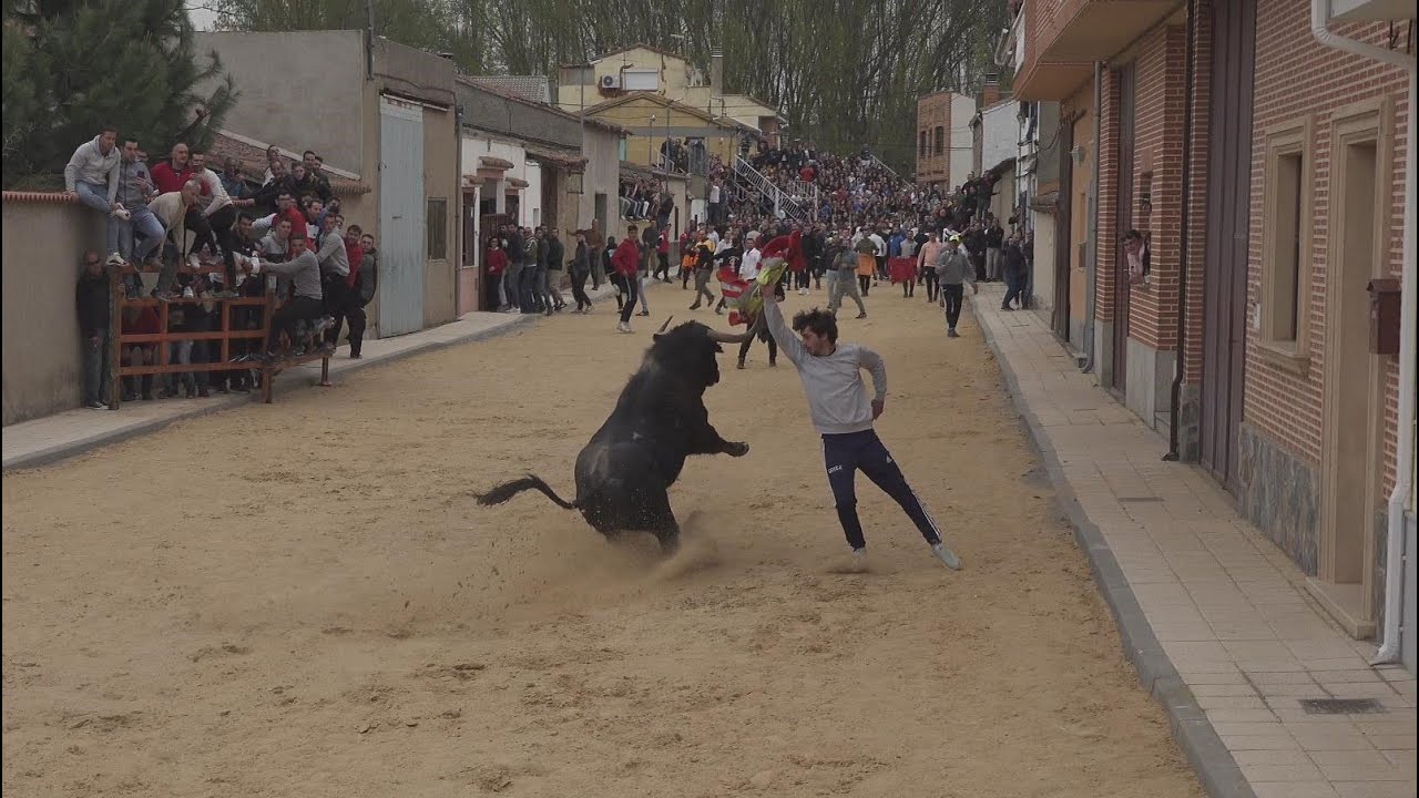 Villoria ( SA) 2024  Suelta de Toro del Voto