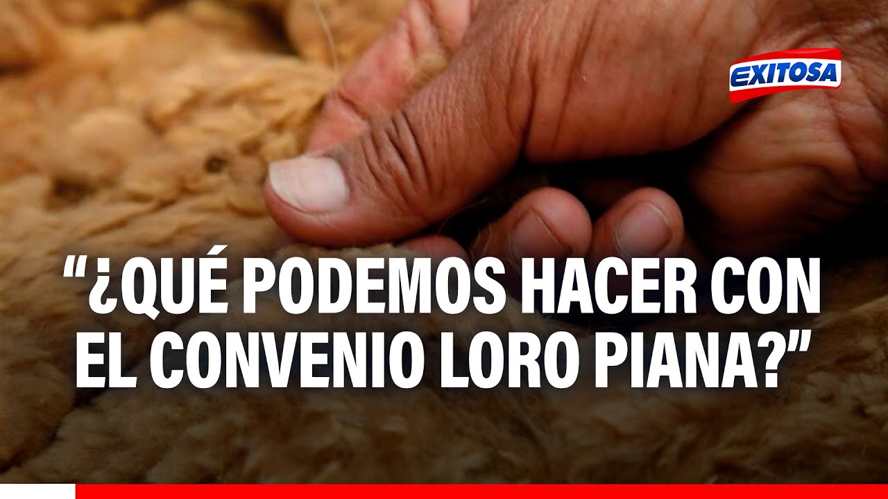 🔴🔵Comunidad de Lucanas: No hablamos contra Loro Piana porque luego a quién vendemos lana de vicuña