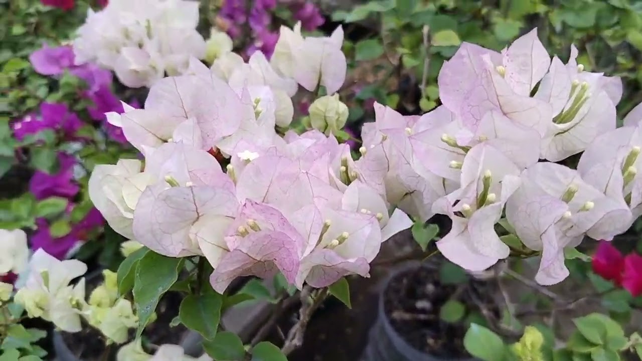 Binisita ko yong aming tanim mga bongavillia daming bulaklak 