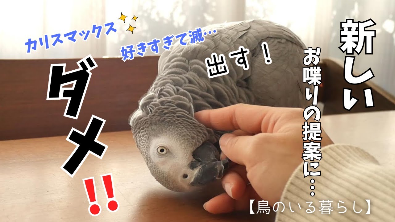 【朝の癒し】お兄ちゃんを見送るヨウムと、新しいお喋り提案したら怒られた😂
