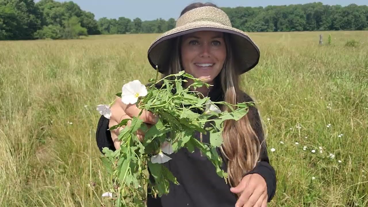 Nature's Medicinal Treasure: Harvesting Bindweed and Its Amazing Benefits!