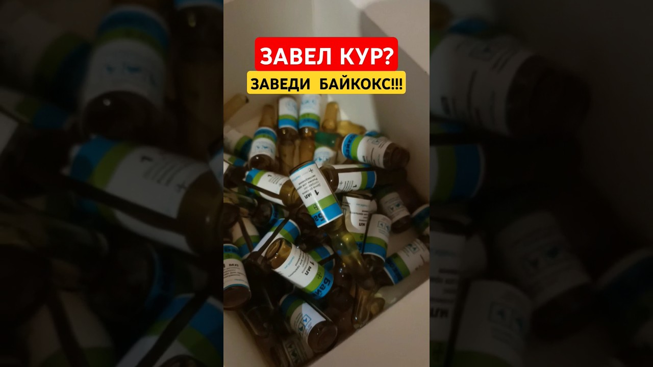 Завел кур? Заведи Байкокс!!! Советы птицеводам. Домашнее Хозяйство