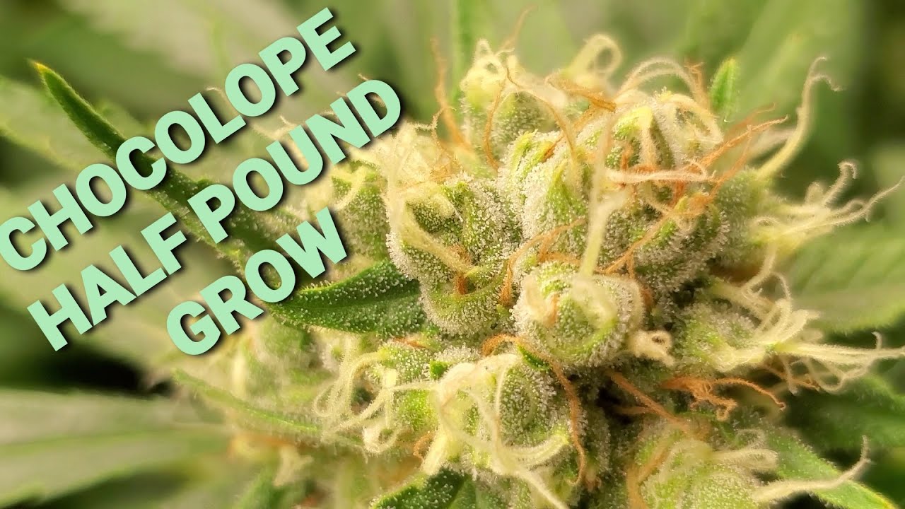 K.I.S. EPISODE 17: HOW TO GROW HALF POUND DANK DENSE DNA GENETICS CHOCOLOPE STRAIN WEEK 1 AND MORE..