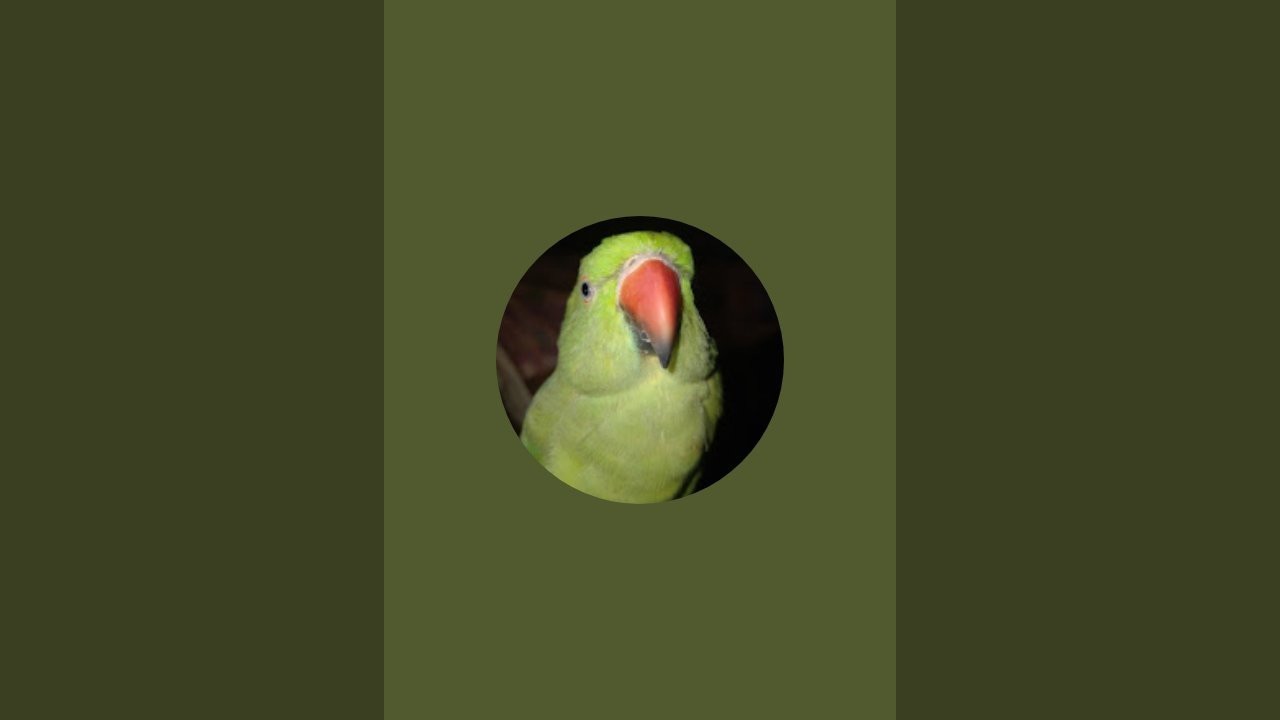 Rinkymitthu is live