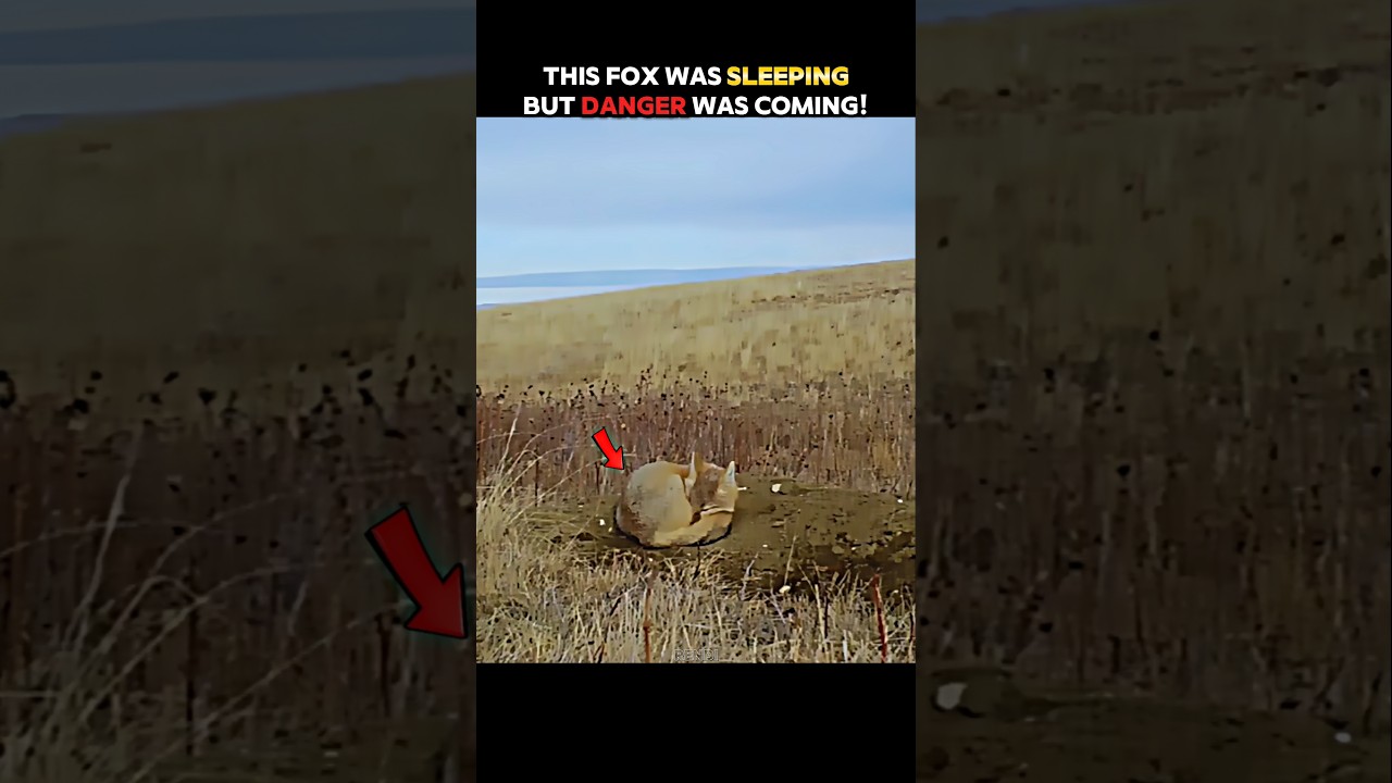 This Fox&rsquo;s Instincts Outsmarted the Eagle! #trending #animals #wildlife #youtubeshorts