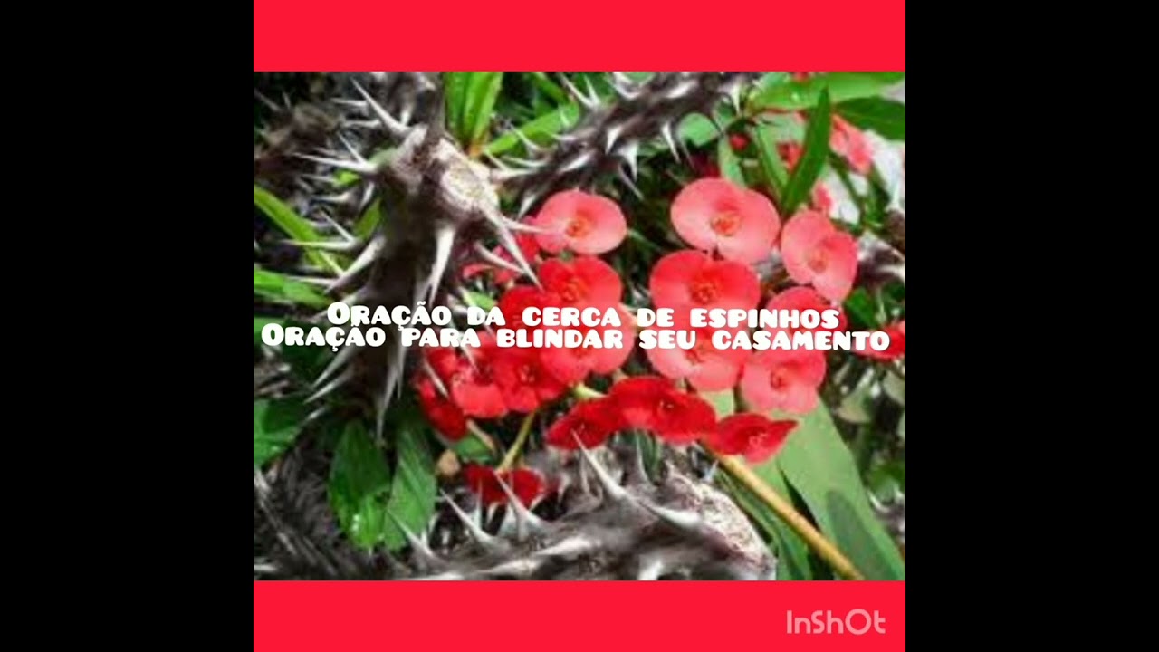 Oração de Oseias - Cerca de espinhos para o esposo