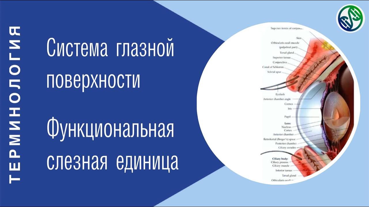 Система глазной поверхности и функциональная слезная единица