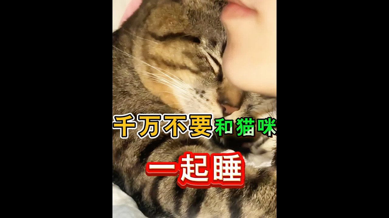 千万不要和猫咪一起睡！～ #新手养猫 #养猫经验分享 #养猫知识 #猫咪睡觉姿势 #猫咪驱虫