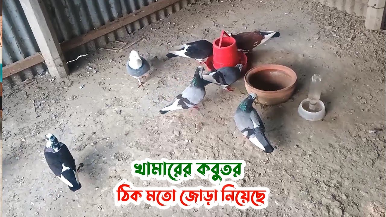 খামারের কবুতর এখন ঠিকমতো জোড়া নিয়েছে | Palash Pigeon Vlog