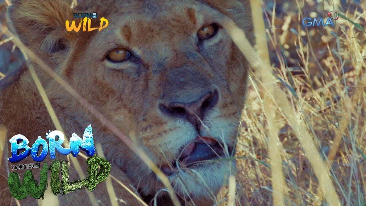 Born to be Wild: Lioness in Ol Pejeta Conservancy