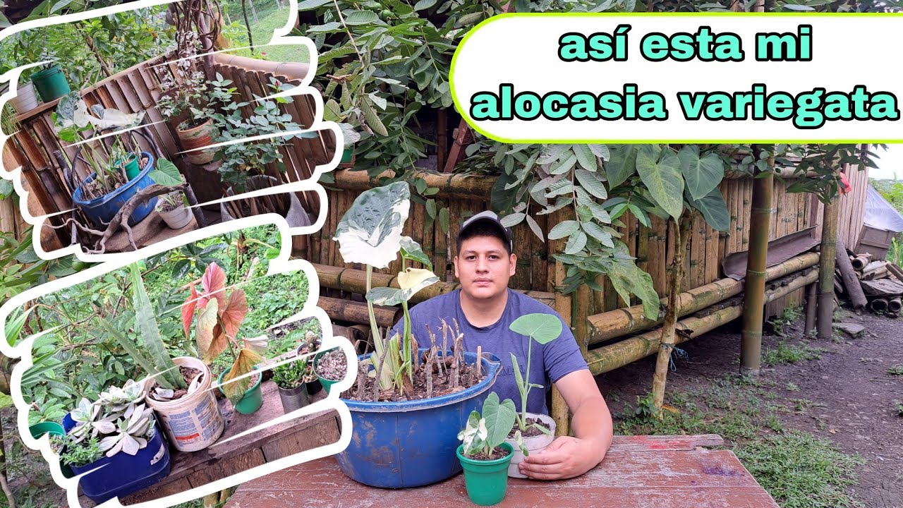 Mira como esta mi alocasia macrorrhiza variegata/cambia las plantas de la estantería de lugar.