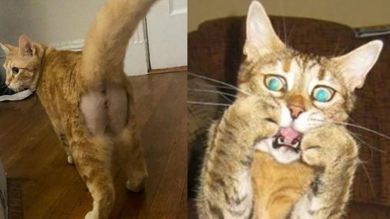 😂🔥 Вирусные кошачьи неудачи, которые взорвали интернет! 🤪😻 Смешные видео с кошками