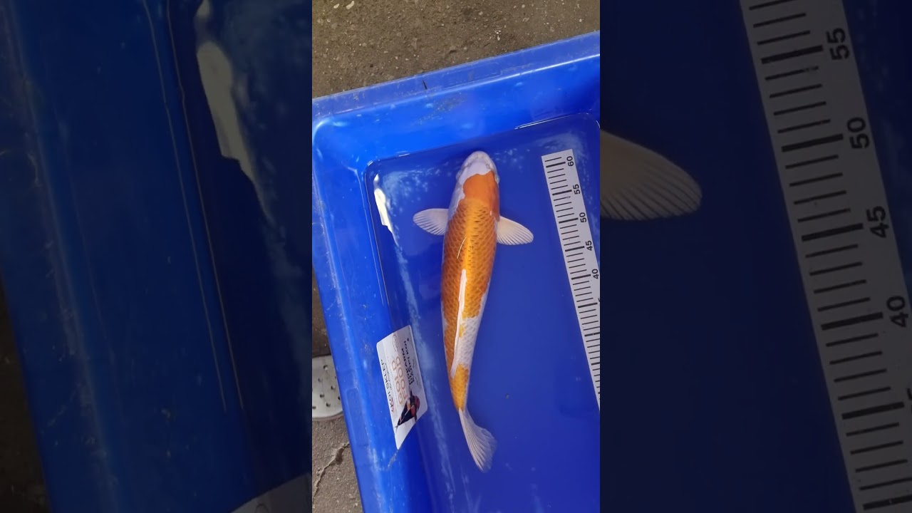 Karp koi od koisklep.pl #karpkoi #koi #japankoi #wędkarstwo