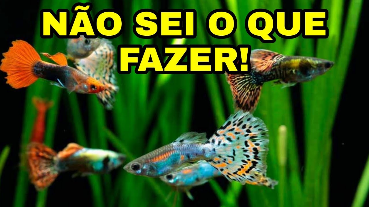 PROBLEMA NA ÁGUA DOS GUPPYS, E NÃO SEI COMO RESOLVER.