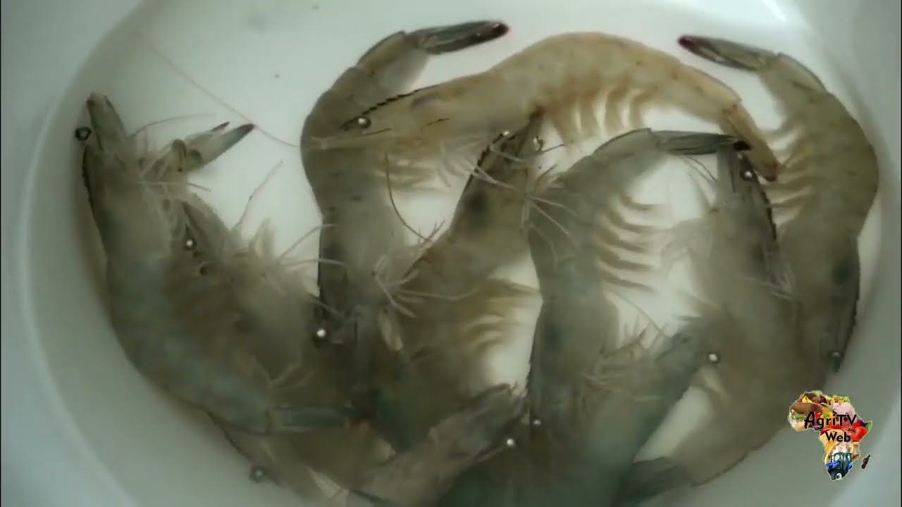 Les challenges de la crevetticulture en Afrique subsaharienne