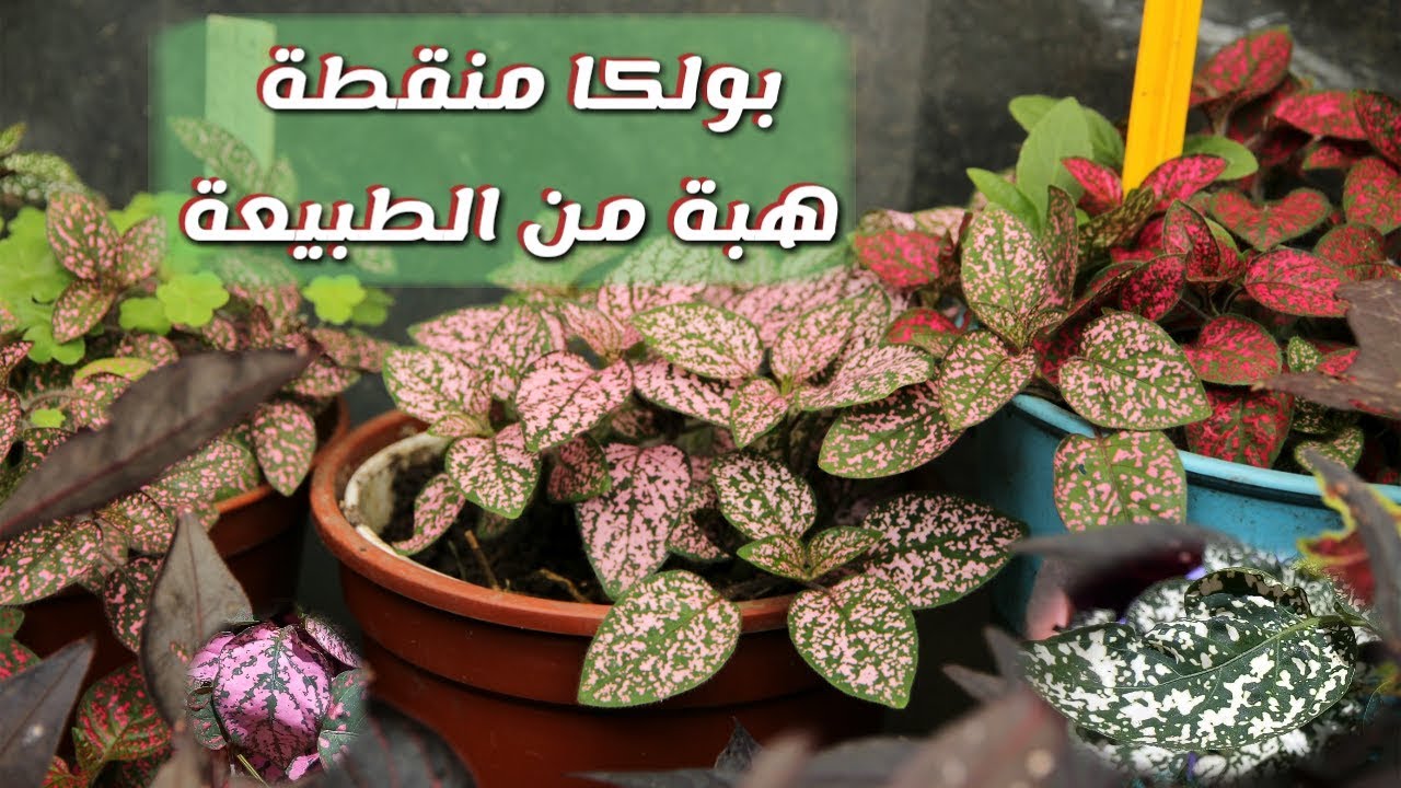 نبات البولكا الرقطاء او الهيبوستس (نبتة نمش الوجه) Hypoestes Phyllostachya