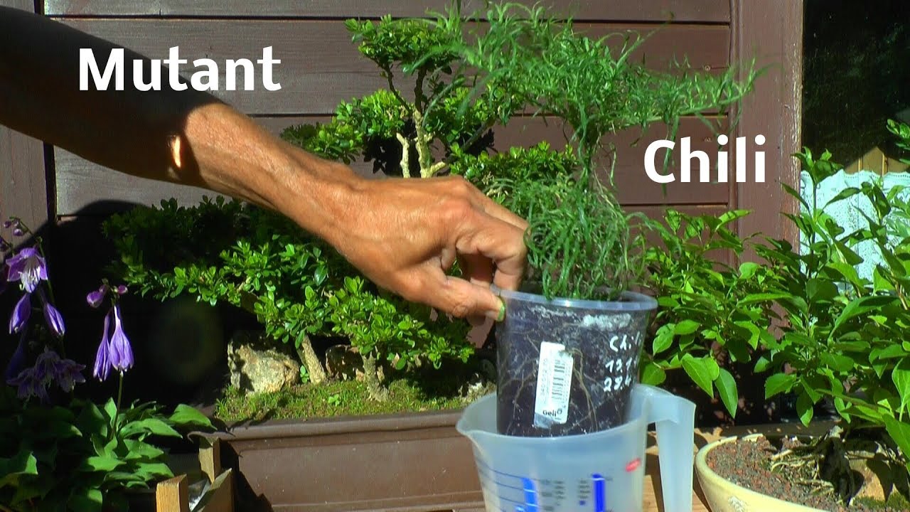 Chili überdüngt und was kann man dann machen Stecklinge Update aus dem Topf Garten