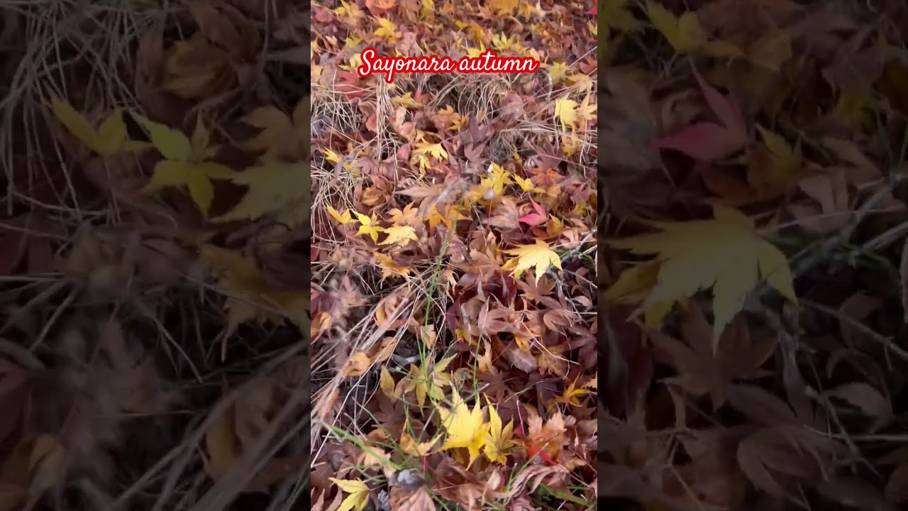 The Endless Autumn this year #music #shortvideos #autumnview