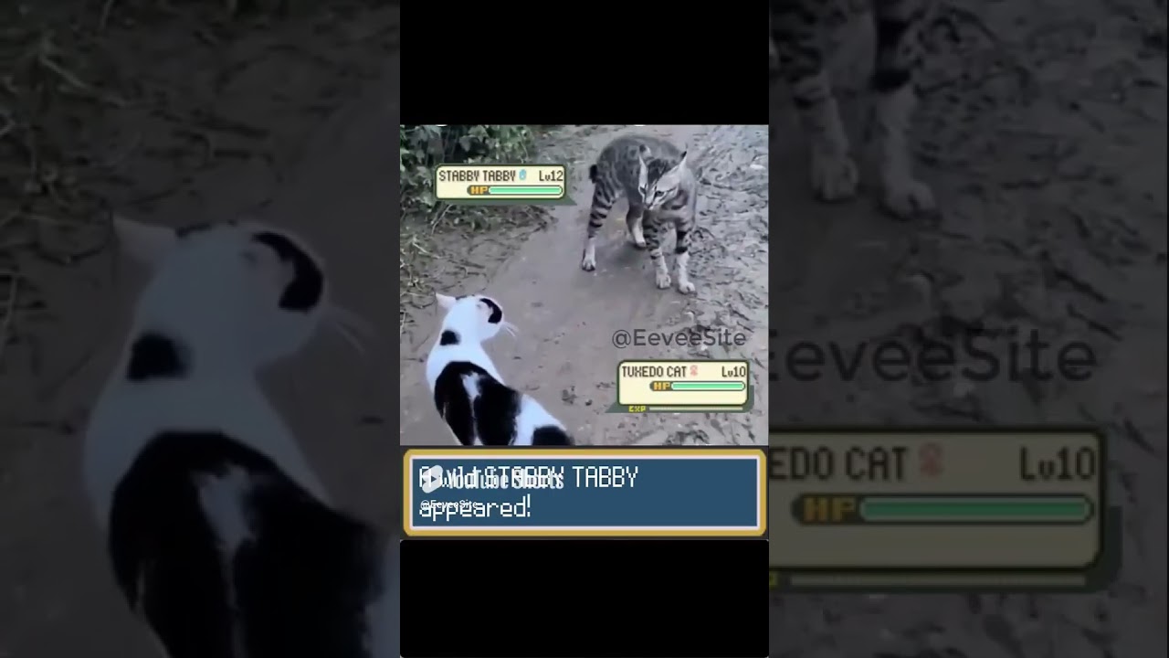 POV: Pokemon battle in Real Life #pokemon #pokemonmemes #funnycats #funnyanimals