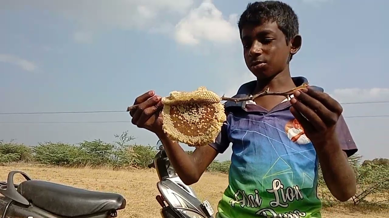 தேன் எடுத்தல் 2 