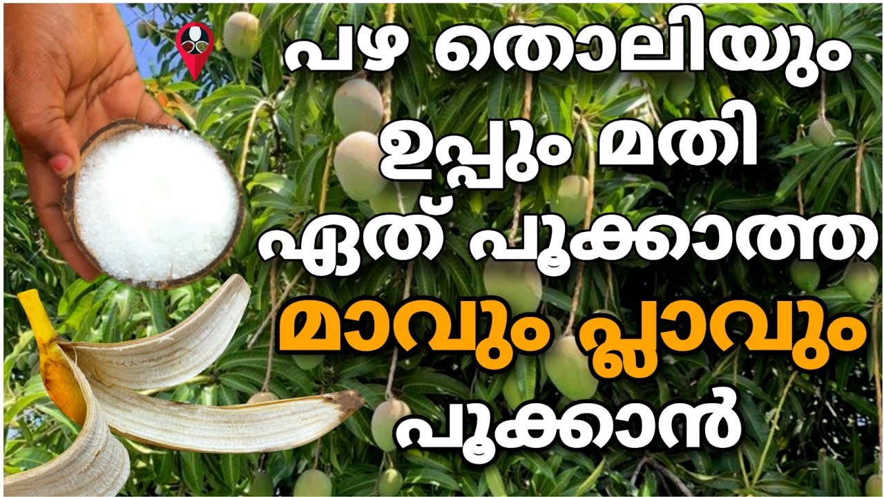 മാവും പ്ലാവും കായ്ക്കാൻ ഉപ്പും പഴ തൊലിയും മതി | Mavu pookan malayalam | How to increase mango growth