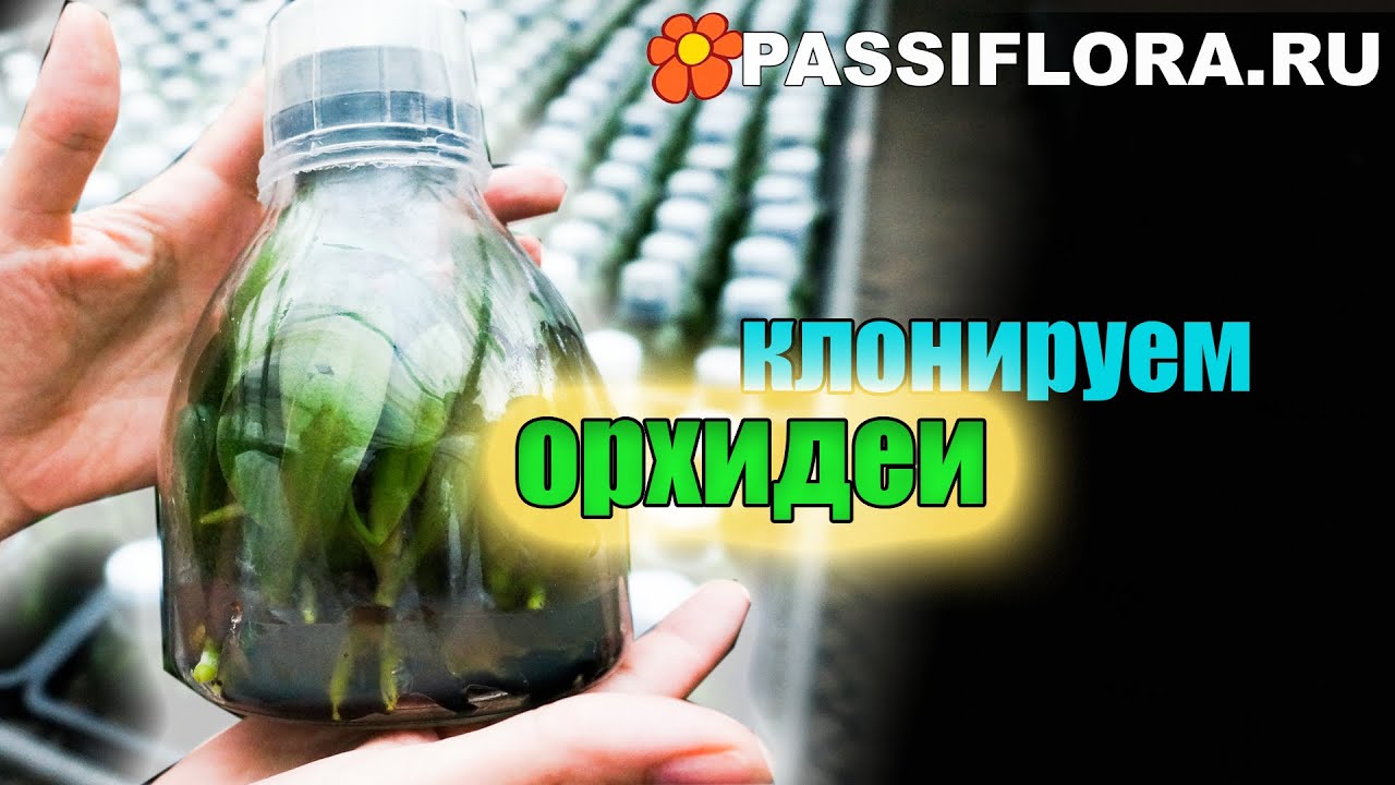 Как копируют орхидеи (мериклон - точная копия растения).