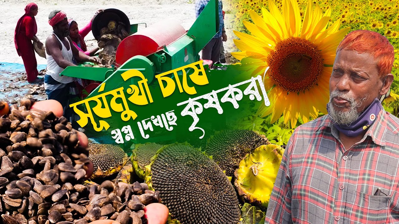 তেল ফসল( Sunflower ) সূর্যমুখী চাষে আগ্রহী হচ্ছে কৃষকরা - সূর্যমুখী চাষ, মাড়াই ও ঝাড়াই কিভাবে করবেন?