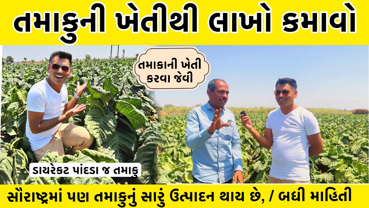 Rajkot | સૌરાષ્ટ્ર માં તમાકુની ખેતી | Tobacco farming | तंबाकू की खेती पद्धति | તમાકુની ખેતી