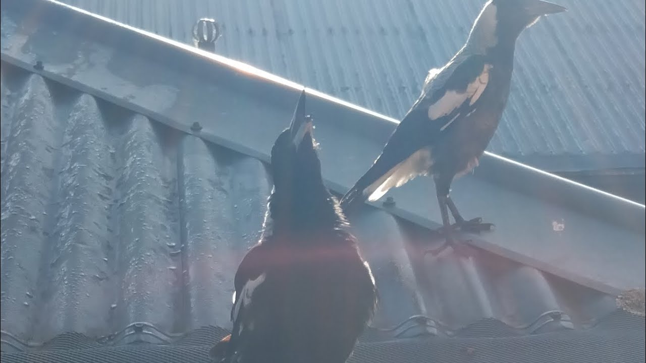 Magpie baby sounds