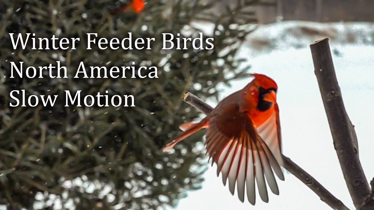 Slow Motion North American Feeder Birds Cardinal Chickadee Junco Nuthatch Sparrow