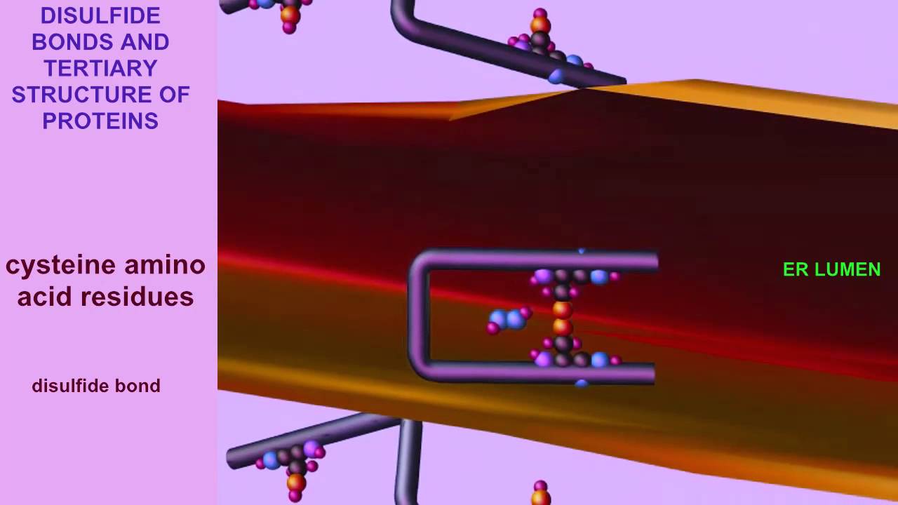 PROTEIN DISULFIDE BONDS & ROUGH ENDOPLASMIC RETICULUM
