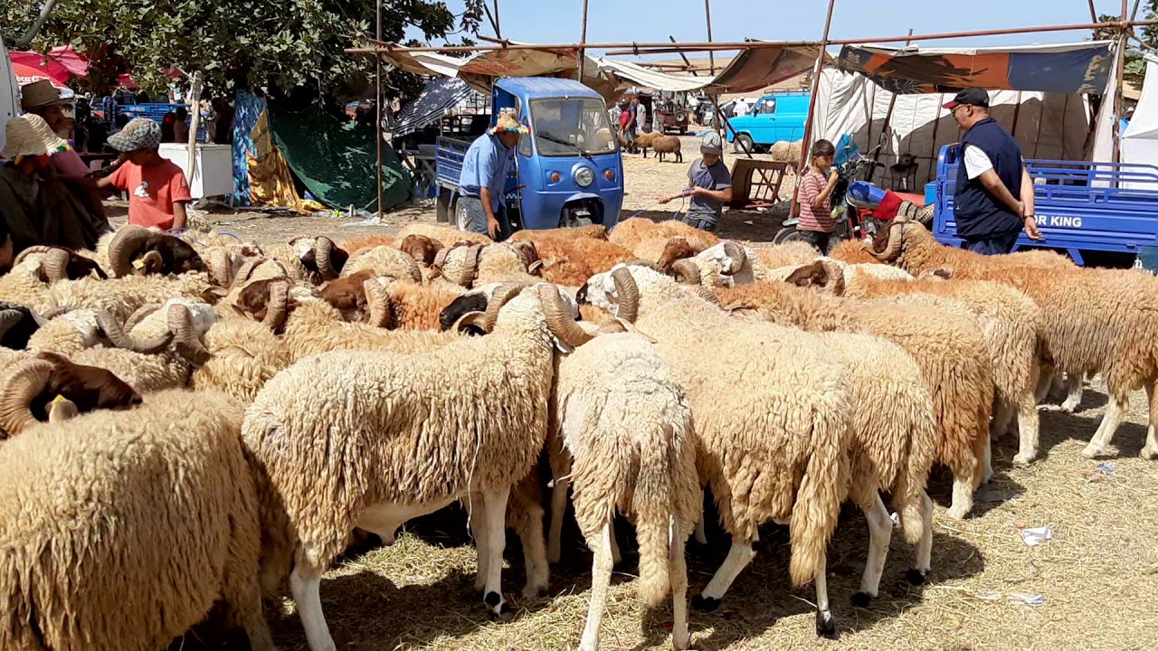 #سوق الحولي بطنجة نهاية سوق يوم الأحد #سوق الحولي طنجة