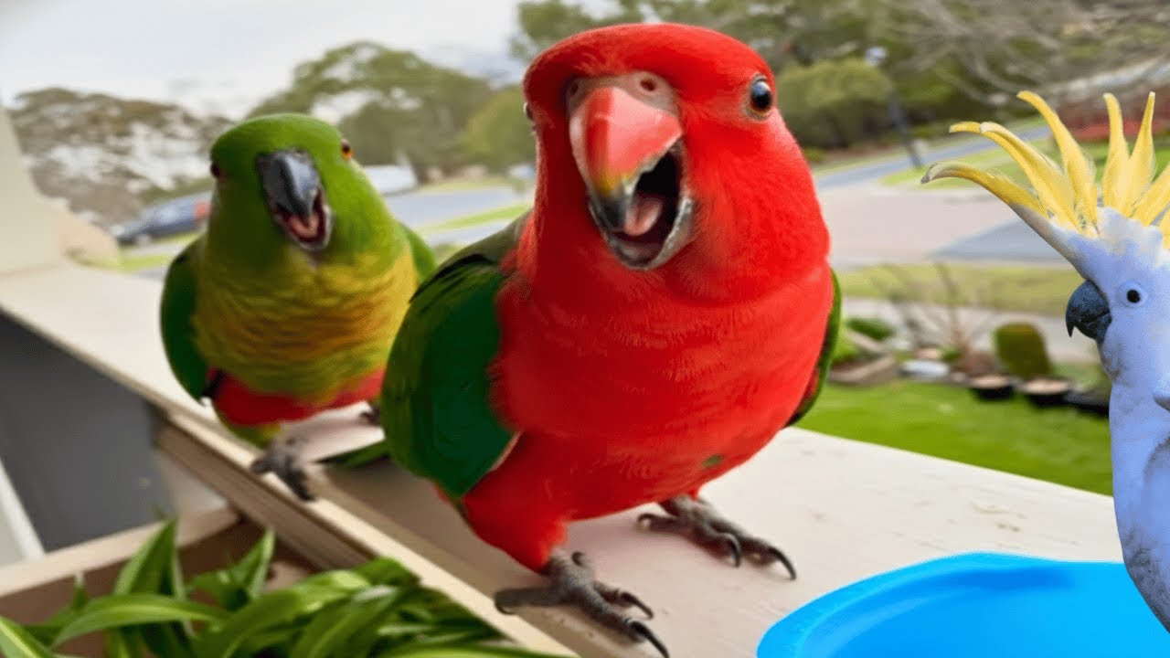 Why Parrots Might Be the Best Wild “Pets” — Most People Don’t Know This