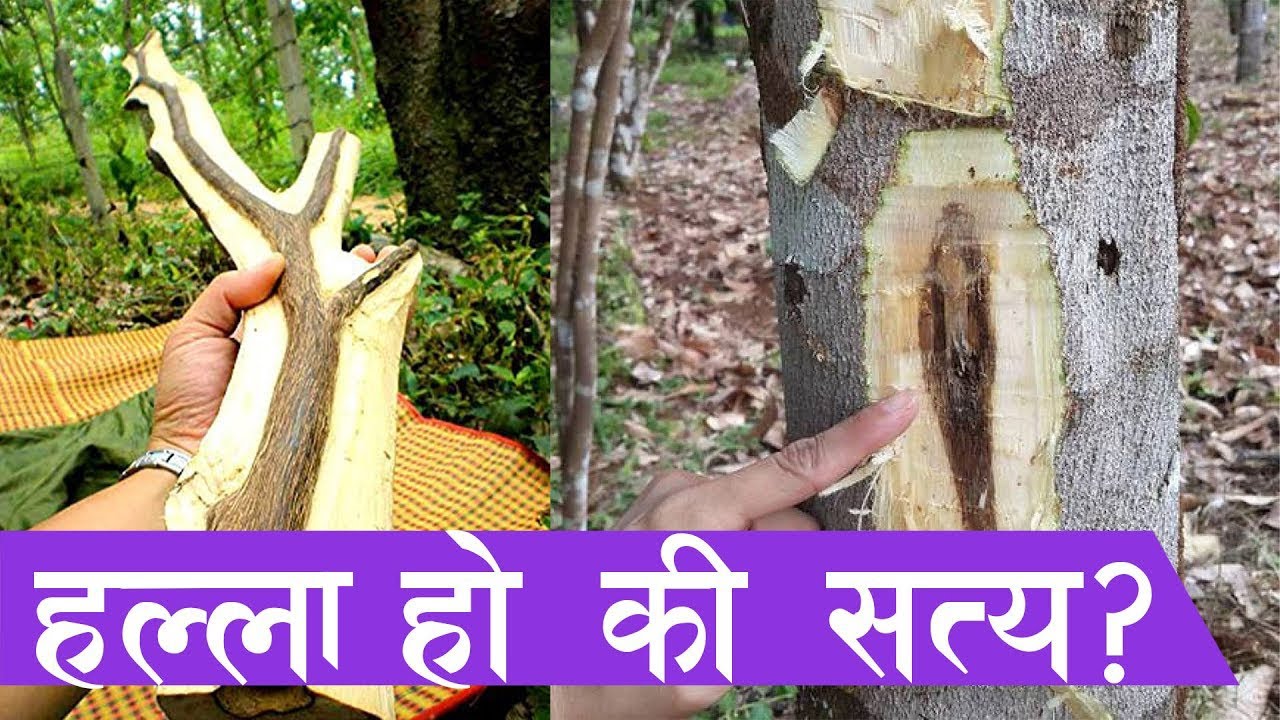 एउटै रुखको करोड पर्ने काठको खेती अव नेपालमै || Agarwood in Nepal || Agar Wood Farming in Nepal ||