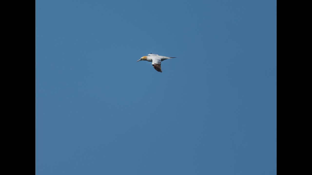 Northern Gannet hunt and dive at 100km/h, Fou de Bassan chasse et plonge a 100km/h