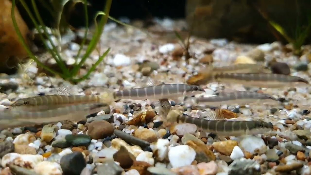 Schistura savona (wild) bij Aquarium Speciaalzaak Utaka