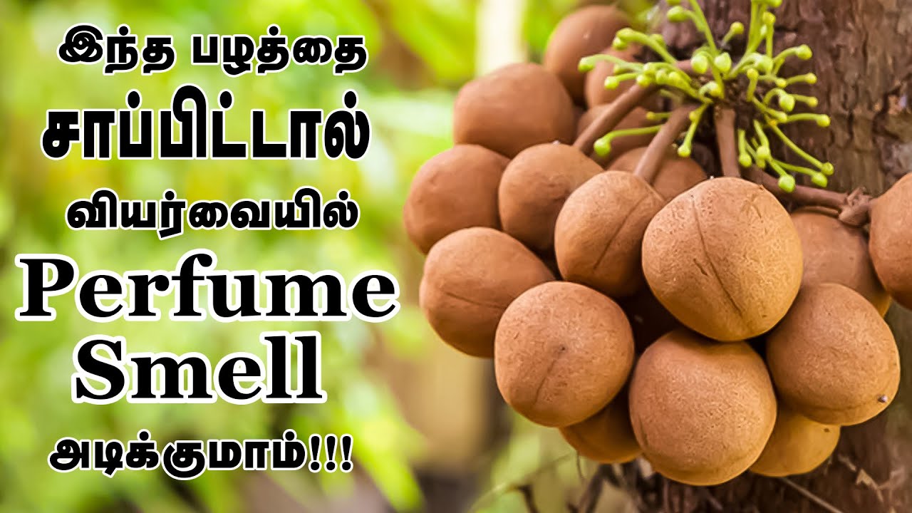 The Perfume Fruit | Kepel Fruit | பெண்கள் அழகின் ரகசியம் இந்த பழம் !!! | Veliyath Garden | Episode 2