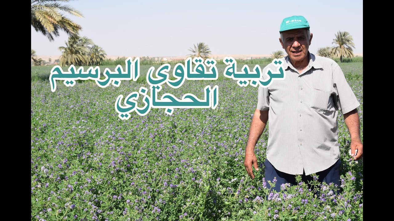 تربية تقاوي البرسيم الحجازي