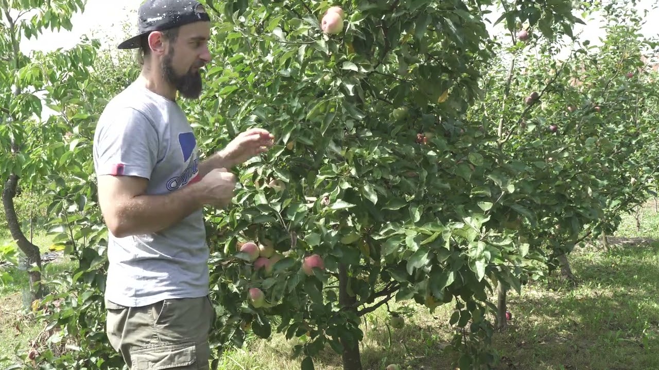 Jabłoń Malus domestica Delikates piekne duże owoce jak uprawiam bez oprysku naturalnie niskie drzewo