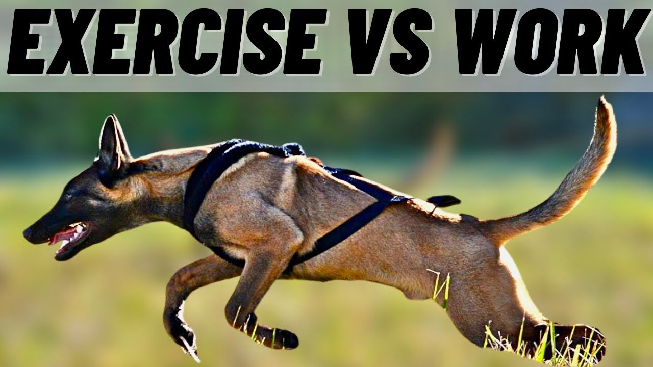 Are You WORKING Your Dog? Or Just EXERCISING?