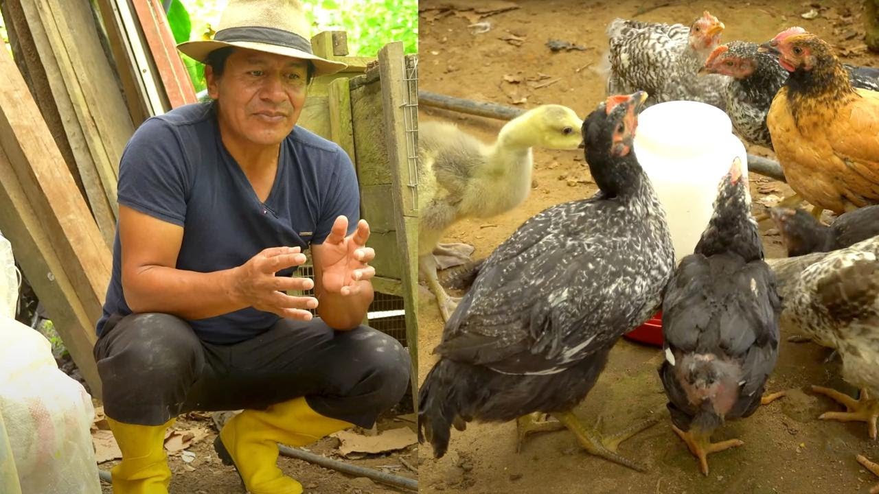 Alimentando a mis  POLLITOS EN EL CAMPO. | Juanito el curioso.